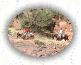 Grand Canyon - 15 * Regardez les chevaux dans le Grand Canyon.    Mit dem Pferd kann man auch in den Grand Canyon.   
To ride on the back of a horse is easier than hiking all this way. * 600 x 450 * (112KB)